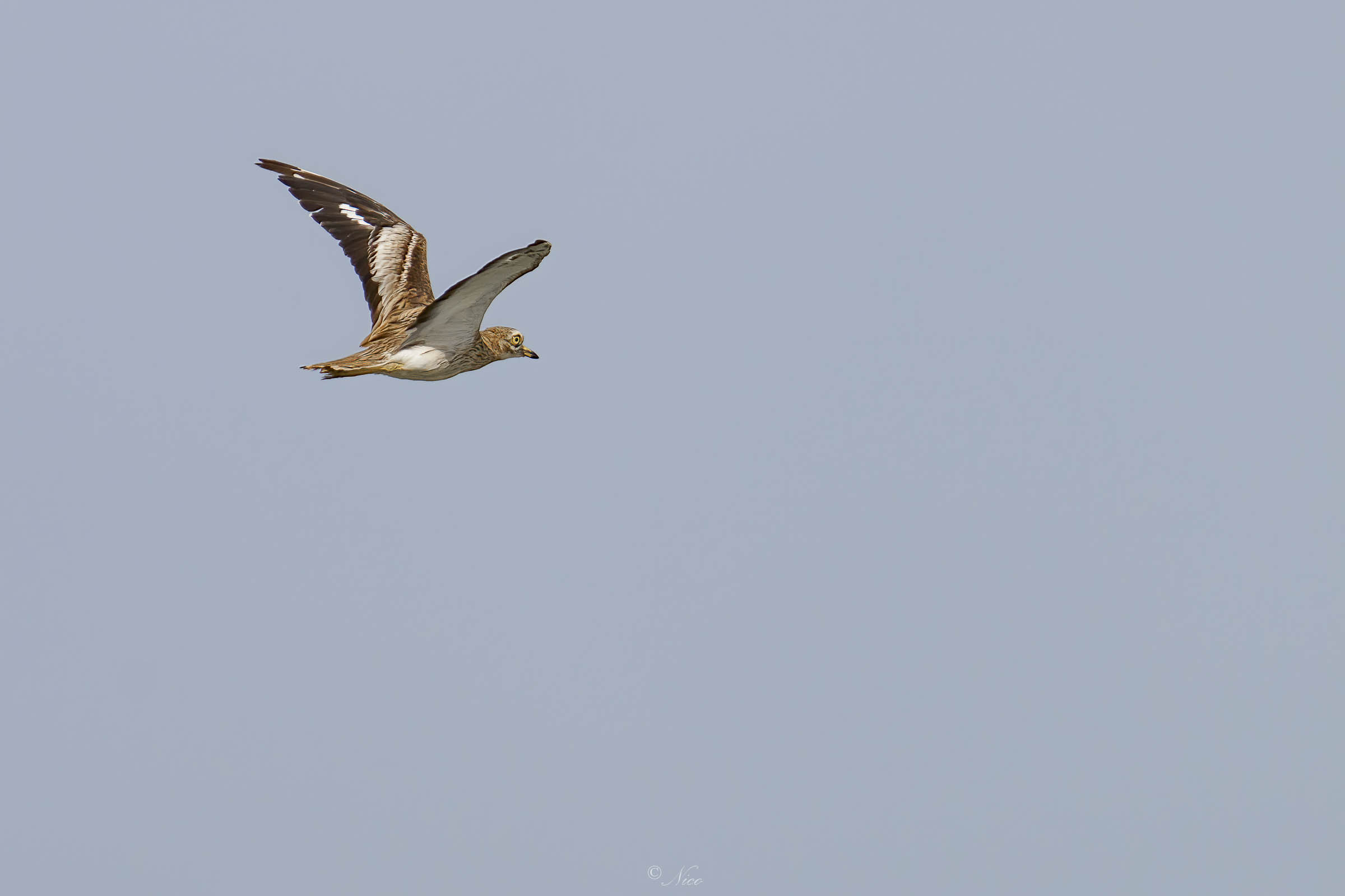 Occhione in volo