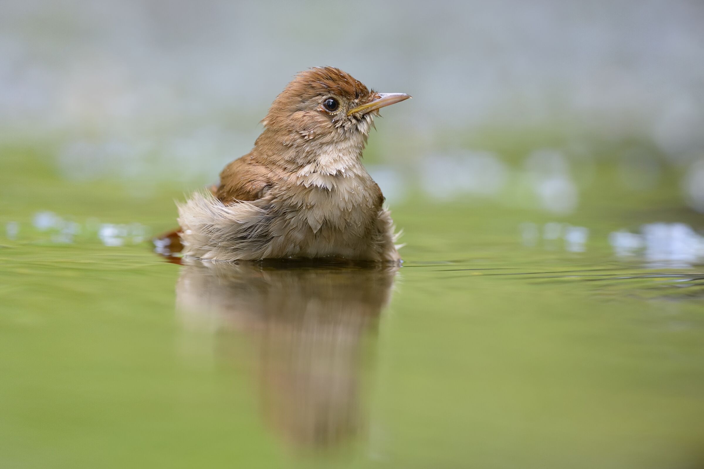 Nightingale (Luscinia megarhynchos)