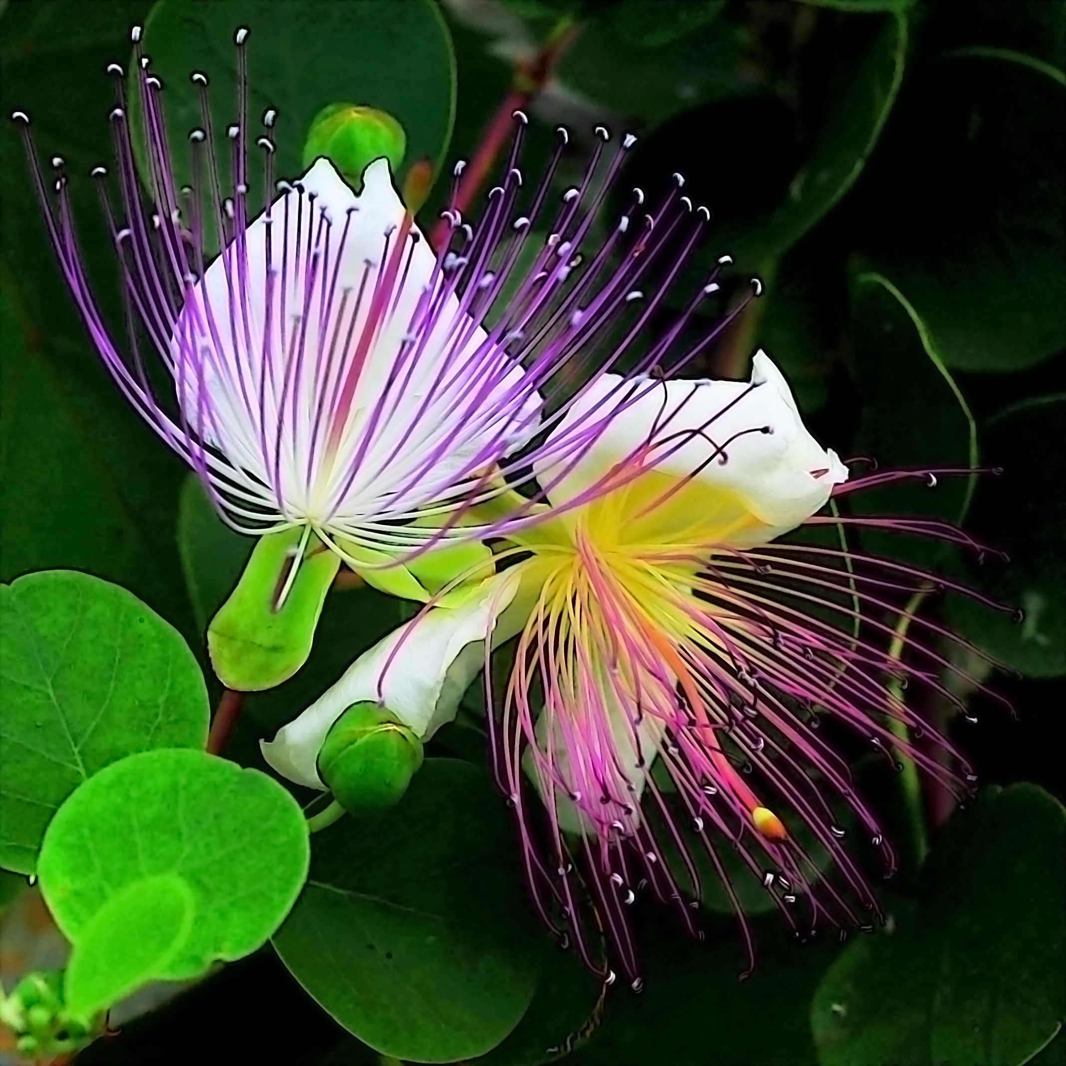 Il fiore del cappero.