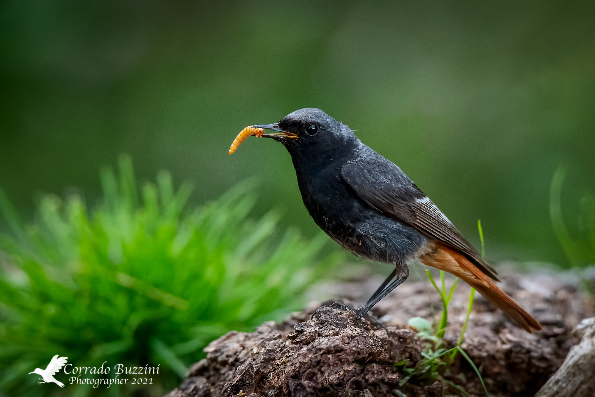 Black redstart