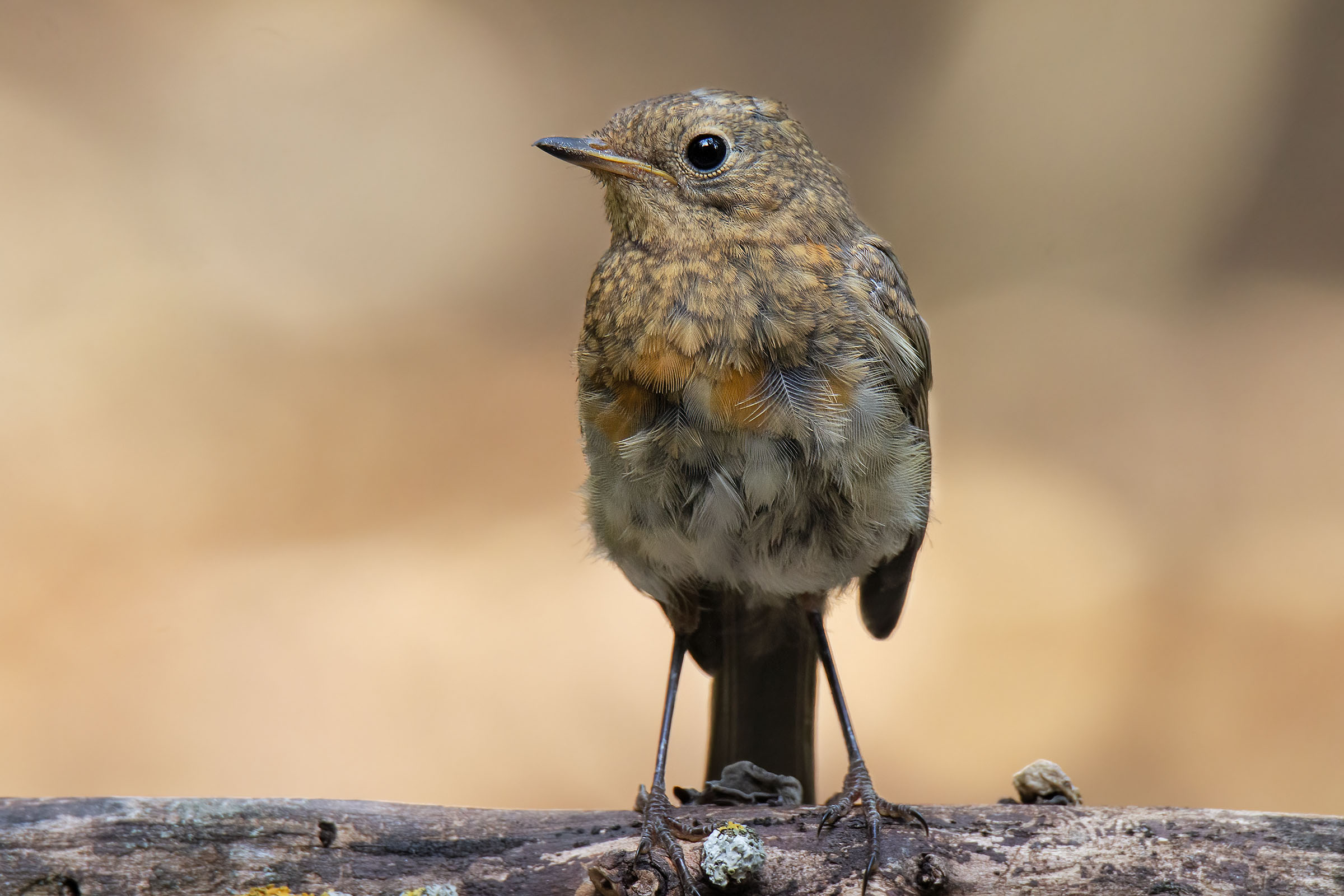 Giovani Pettirossi crescono