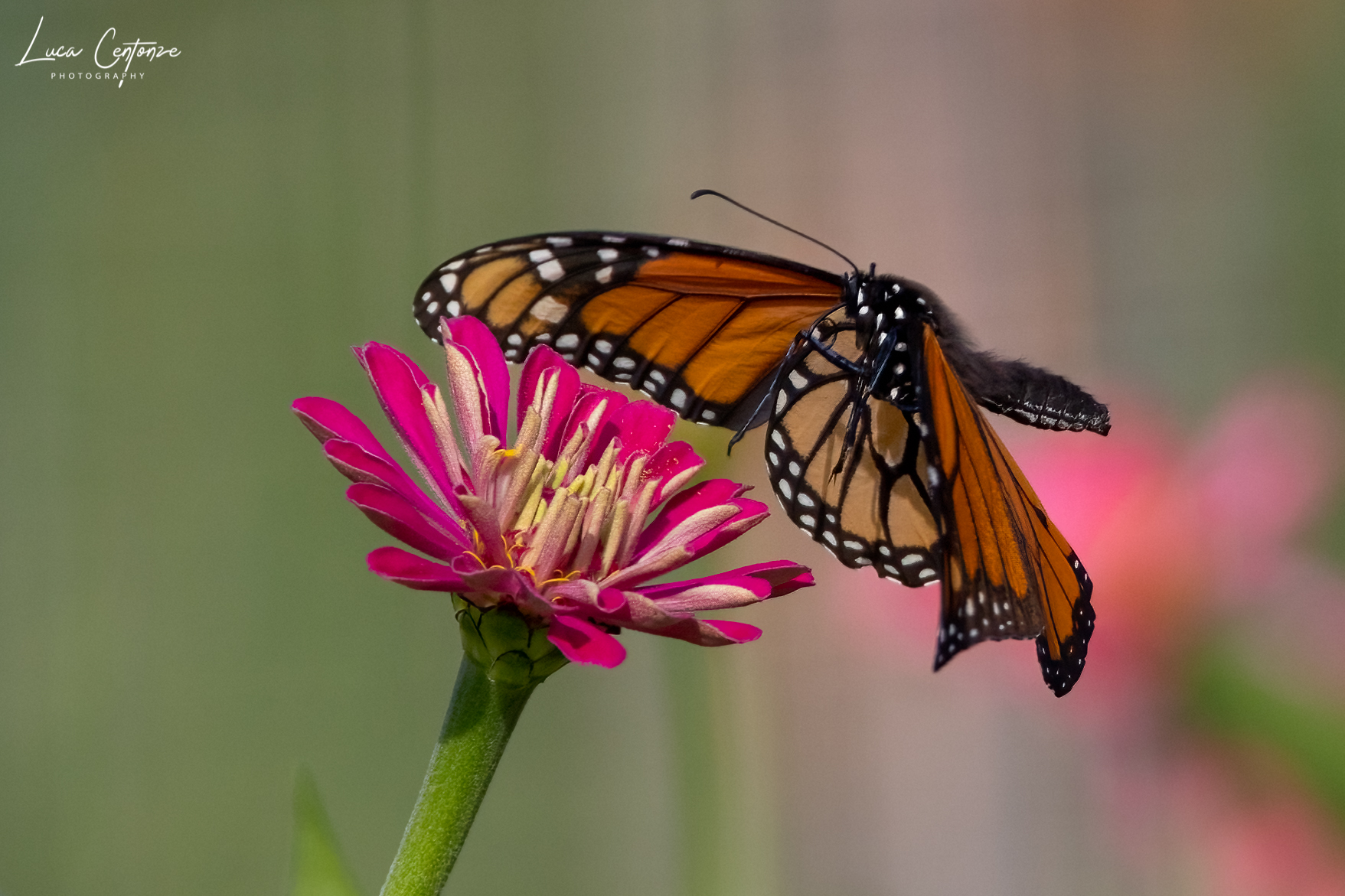 Monarch on Zinnia