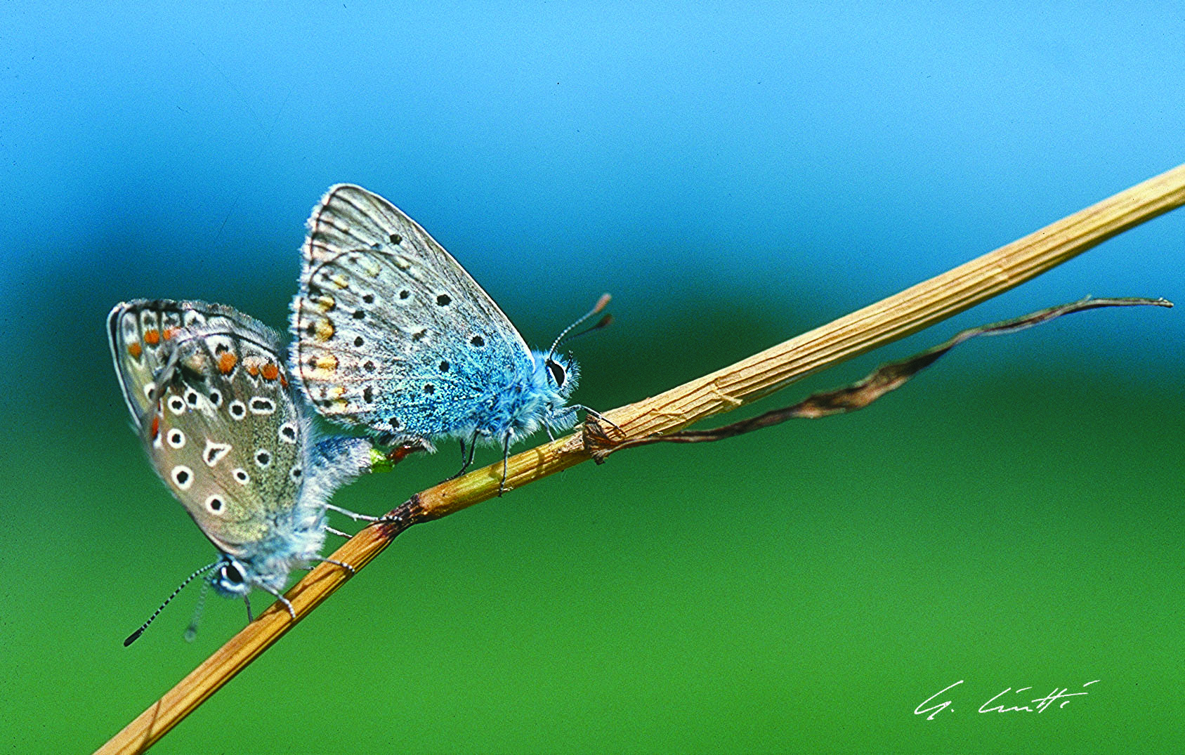 Blue butterflies