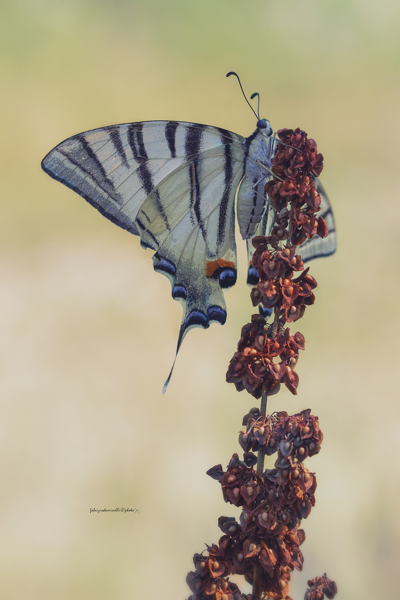 Iphiclides podalirius - Linnaeus, 1758 - Podalirio