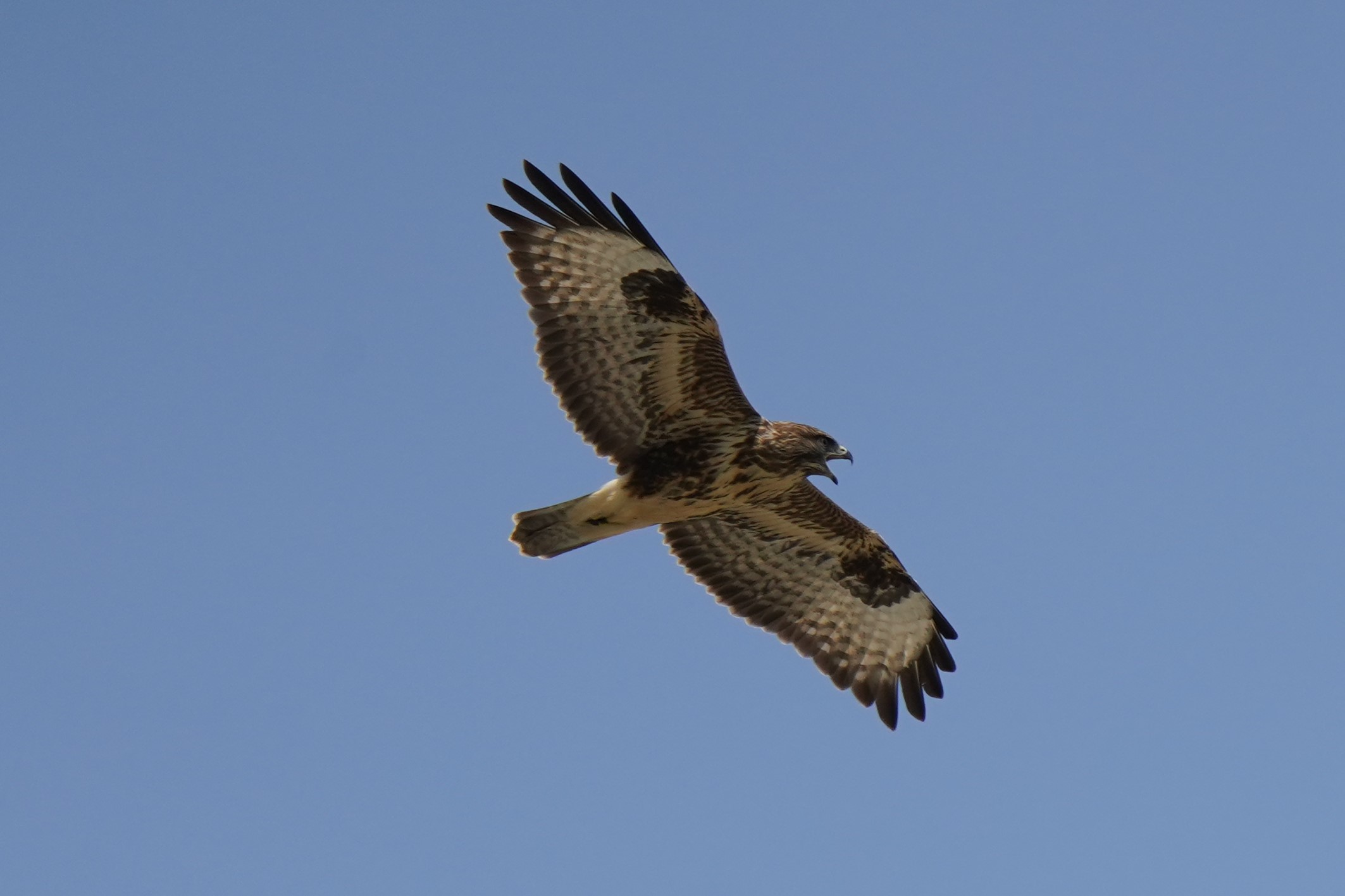 the buzzard scream....