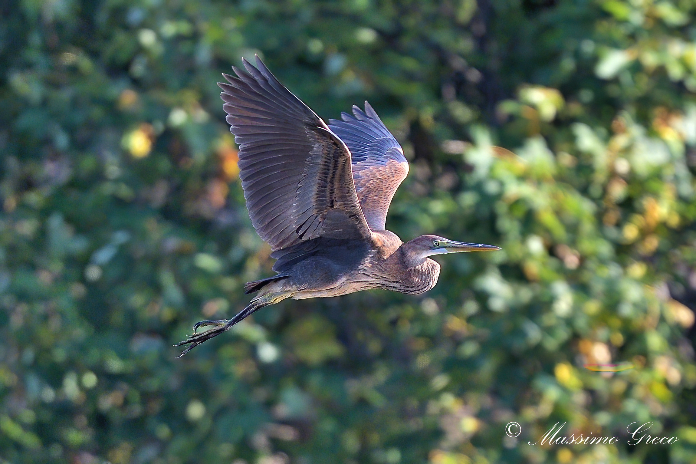 Airone rosso (Ardea purpurea)