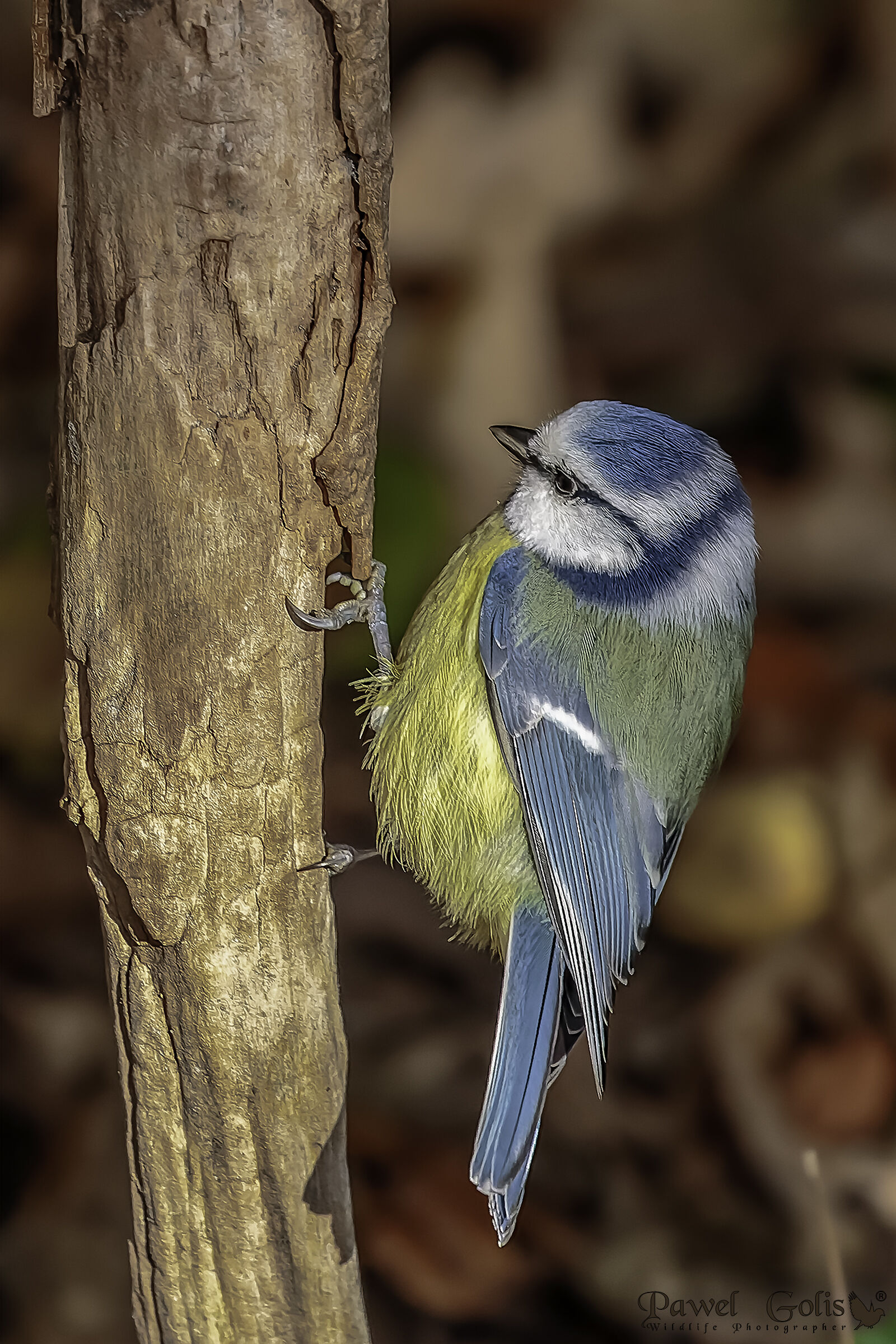 Tit blu eurasiatica (Cyanistes caeruleus)