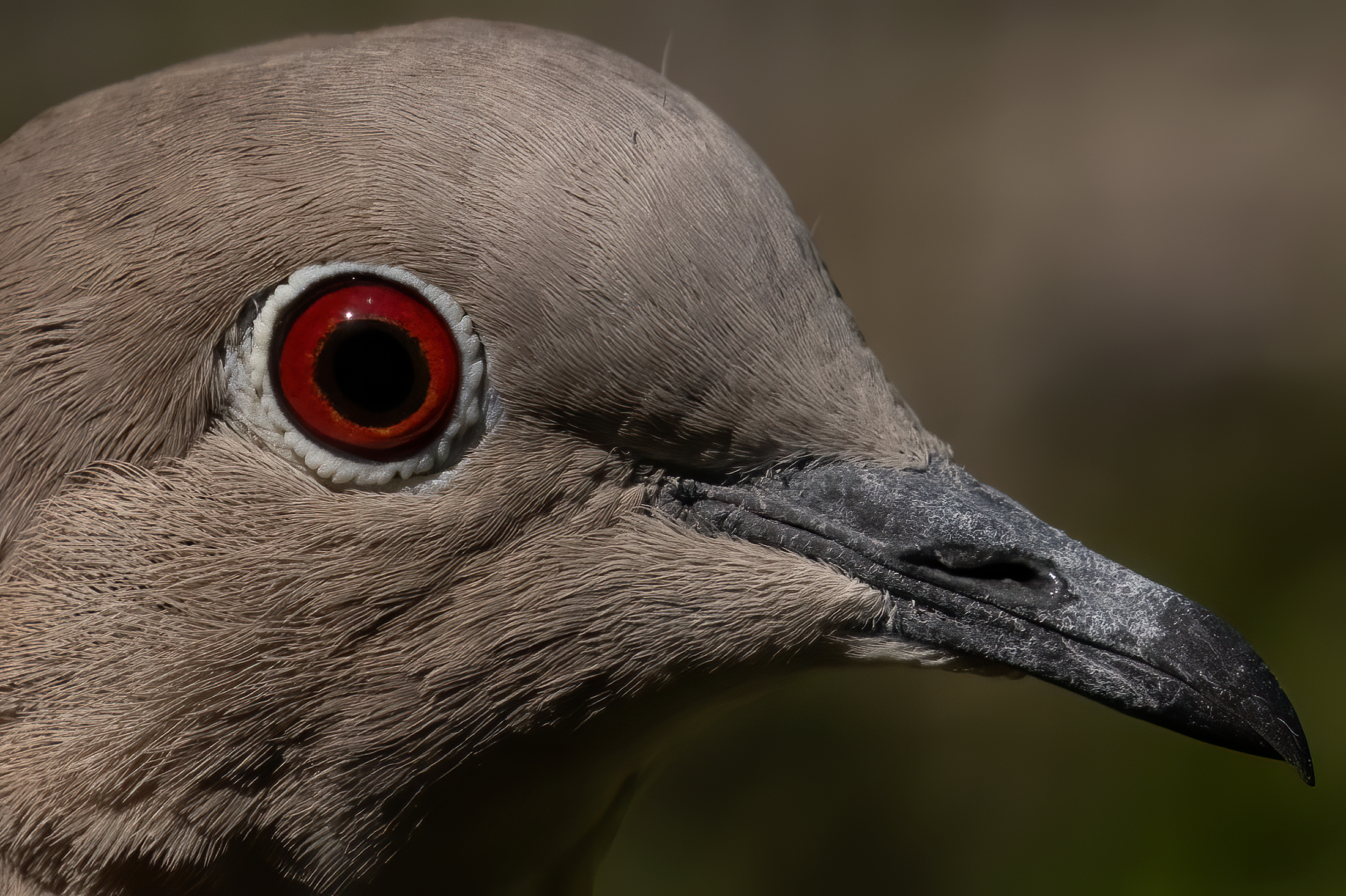 L'occhio della Tortora