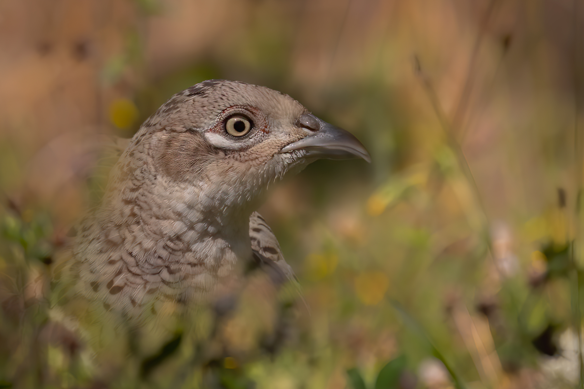 Ritratto di fagiano femmina
