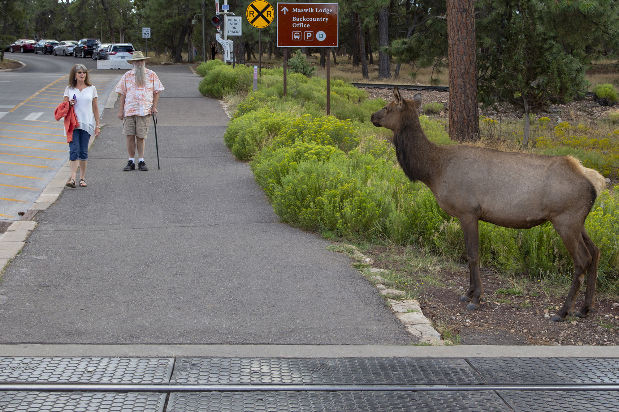 Specie che si confrontano
