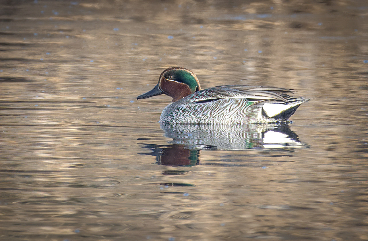 Mandarin duck