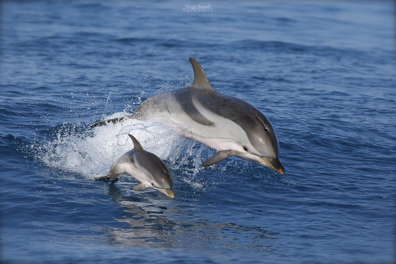 Stenelle - female with cub