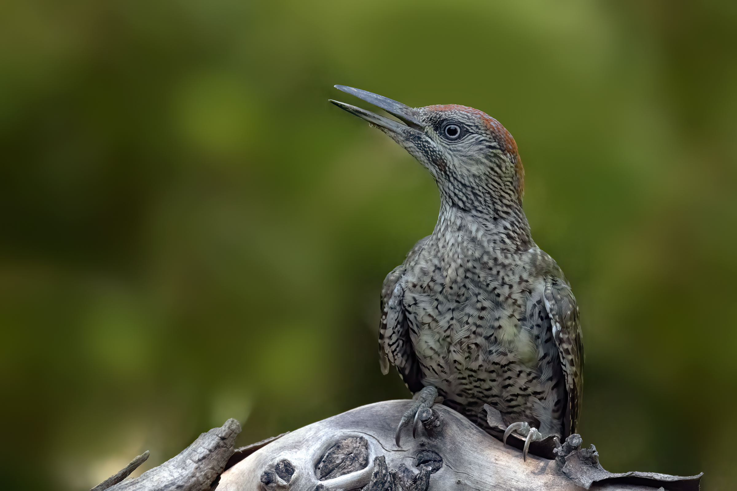 Picchio verde juv. - Green Woodpecker