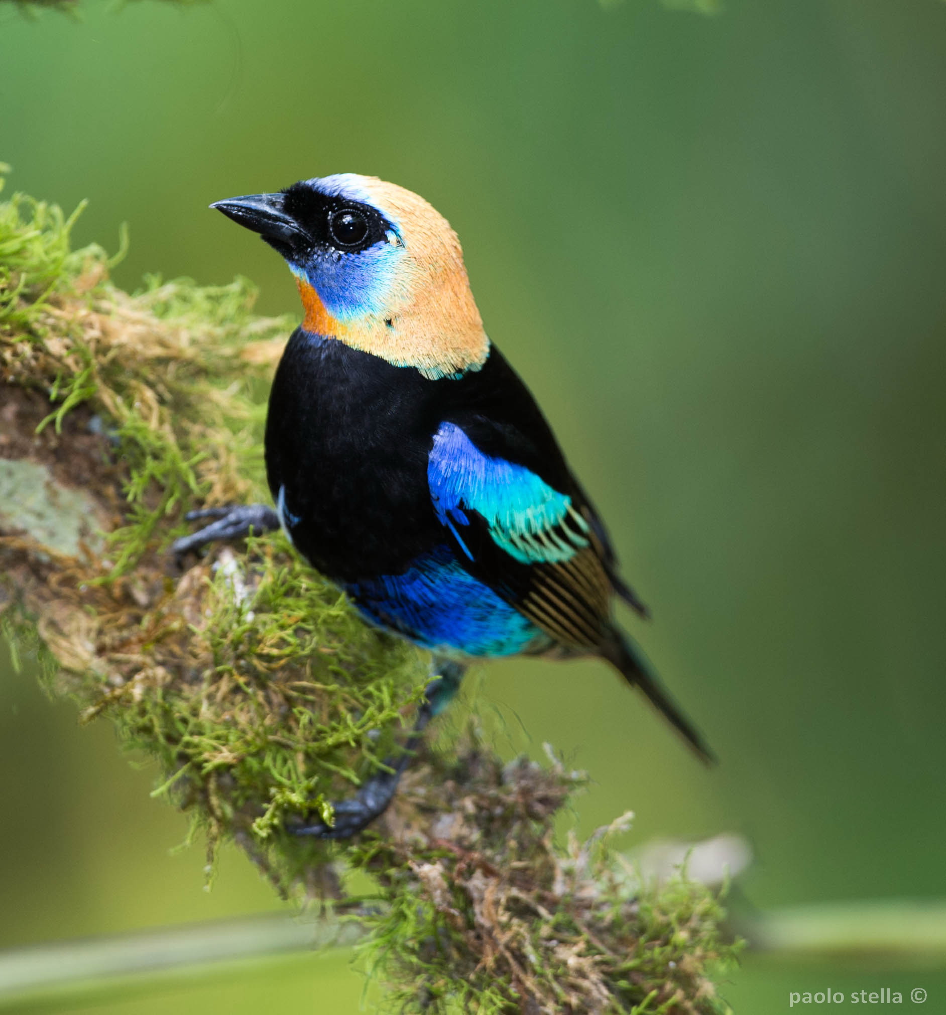 Golden hooded Tanager
