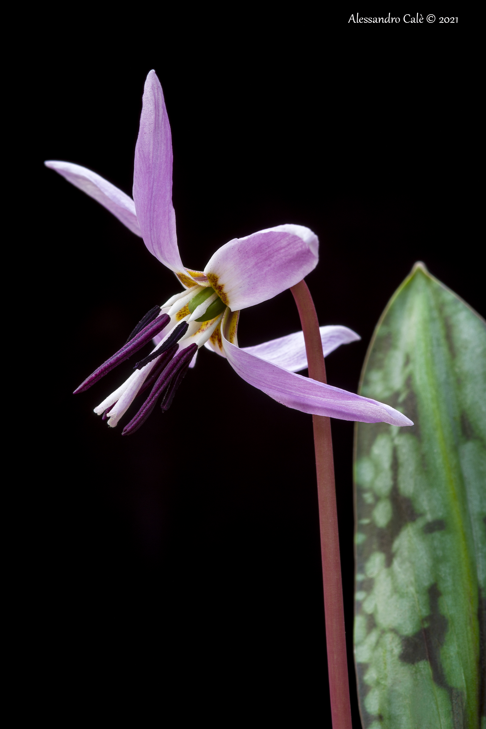 Erythronium dens canis (Dog's tooth) 8837