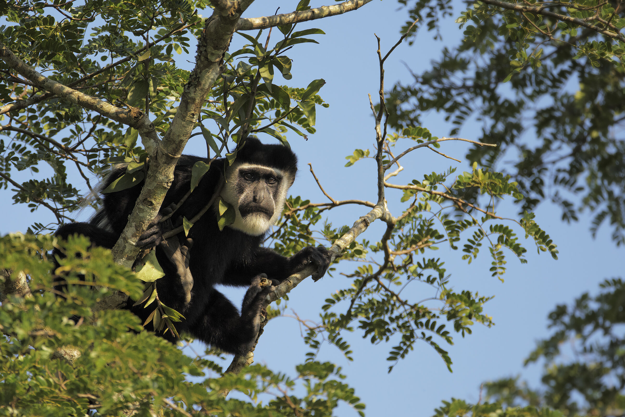 Colobo Bianco e Nero