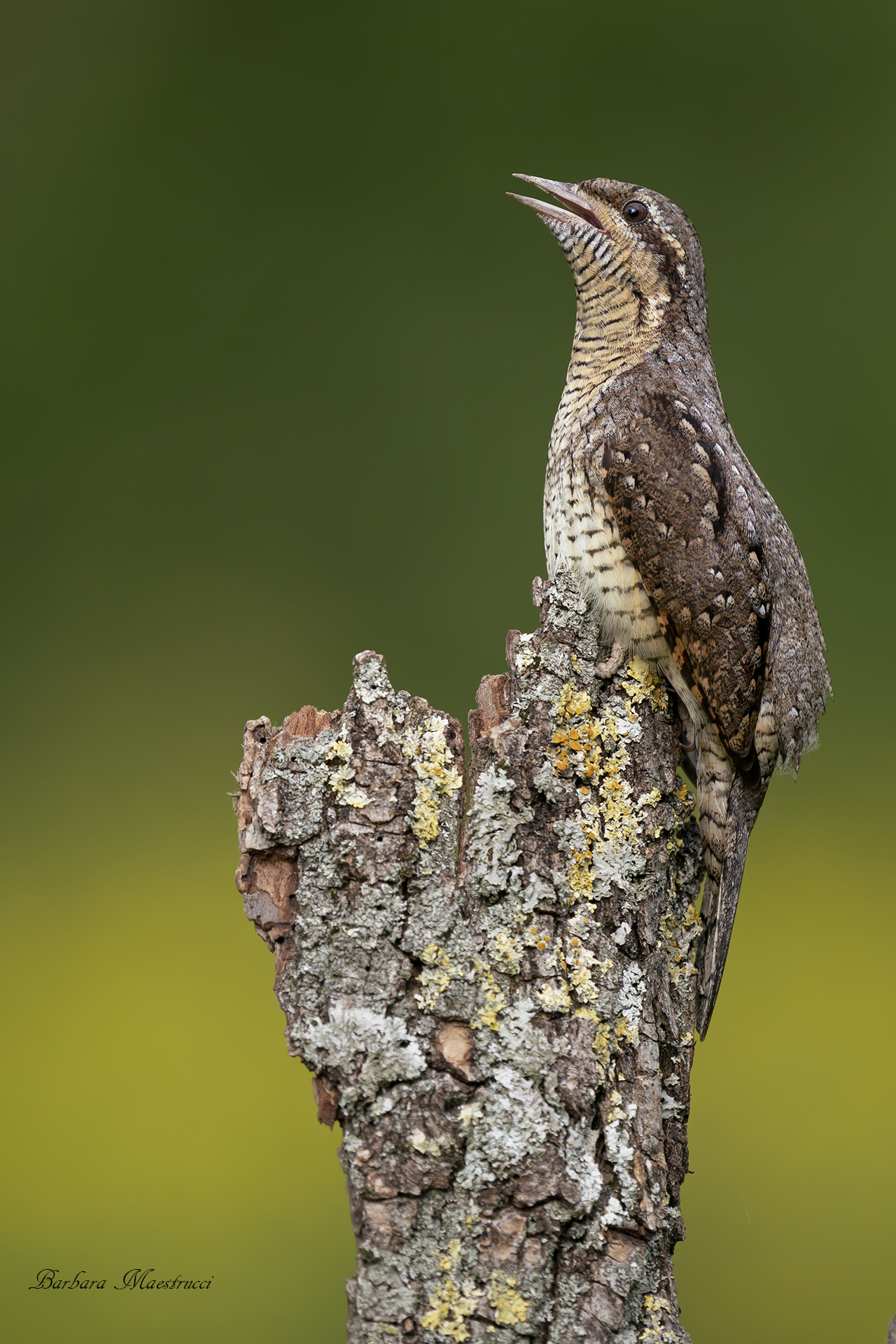 Stiff neck: the woodpecker that hisses like a snake...