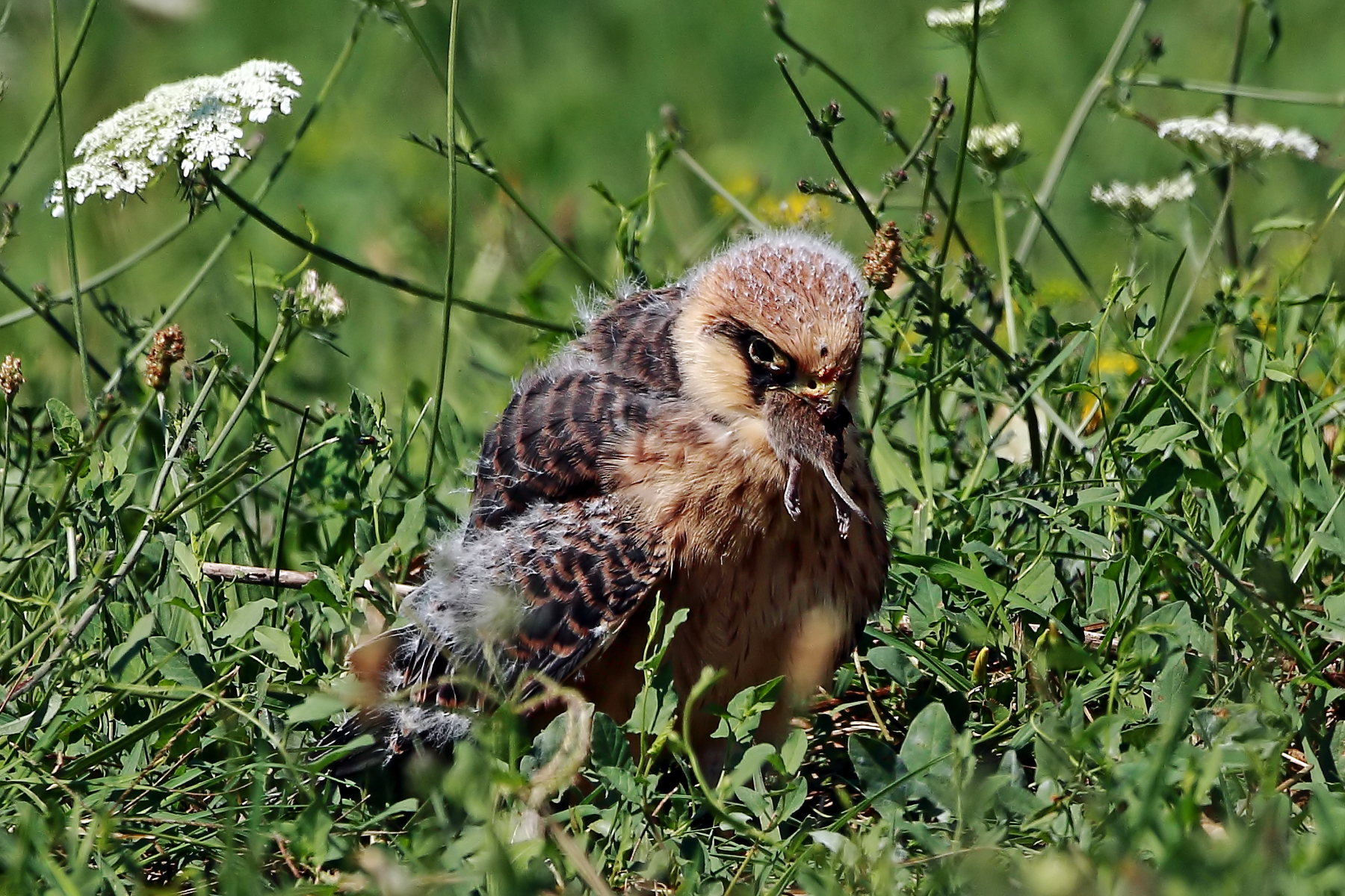 Almost a pullo... (female hawk cuckoo).
