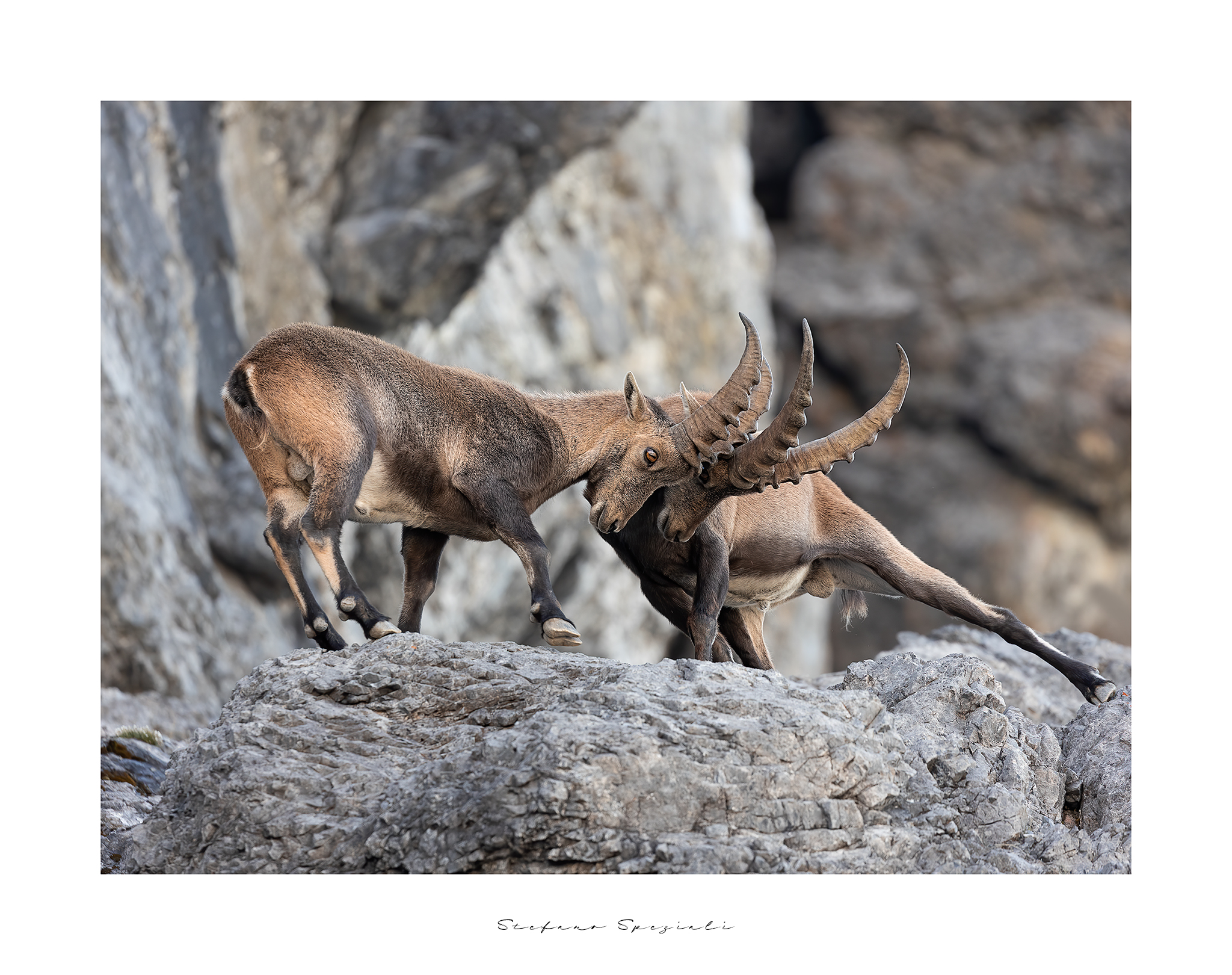 Ibex - Capra ibex