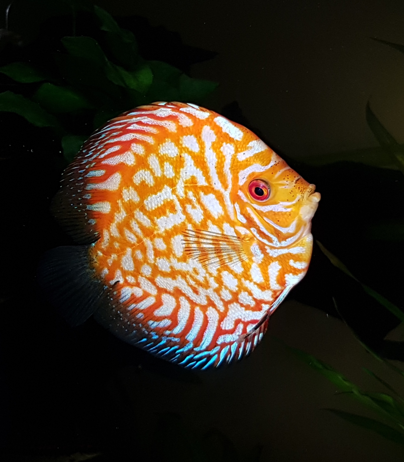 Discus blue pigeon