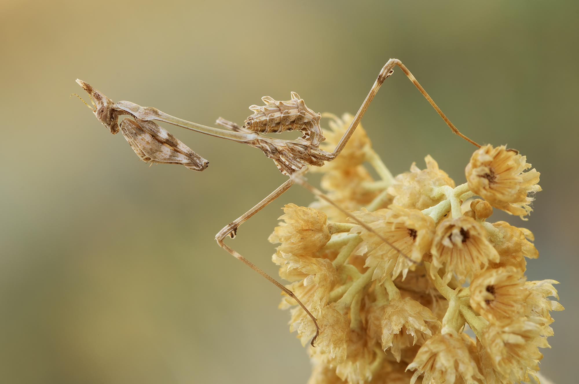 Empusa fasciata