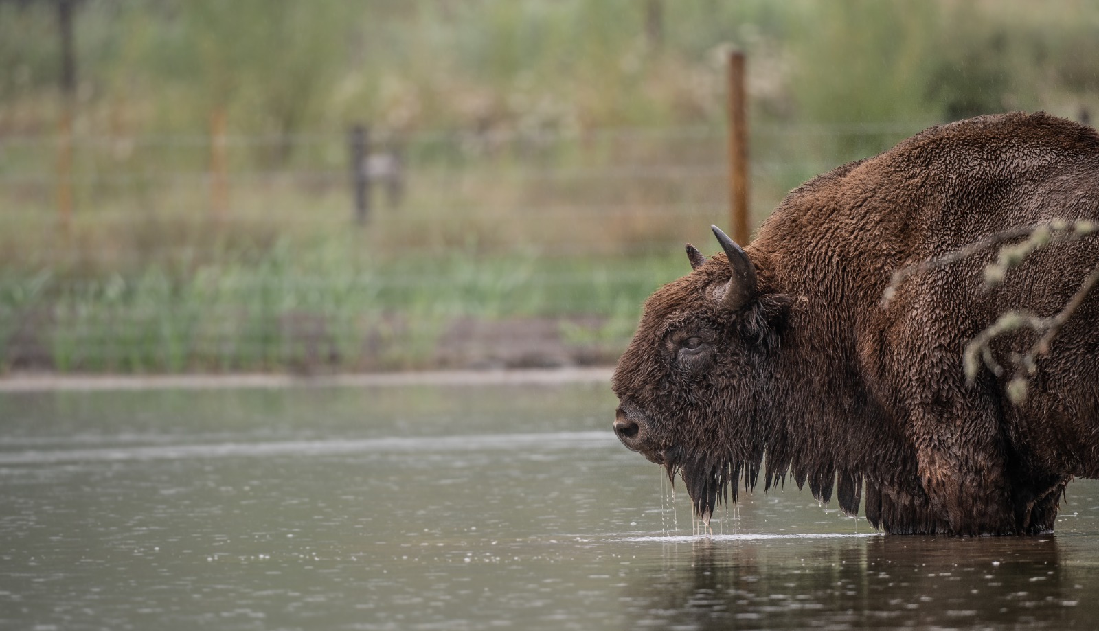 Bison