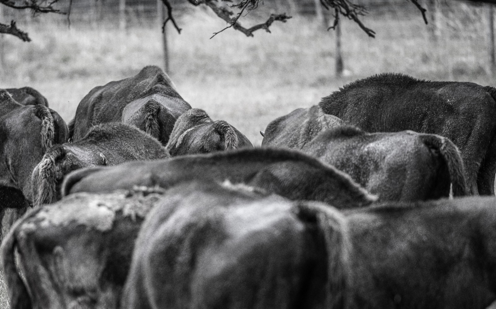 Bison