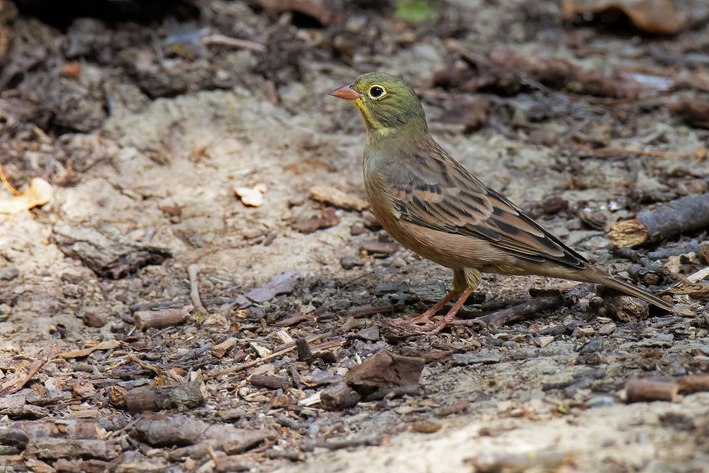 Ortolano ( Emberiza hortulana )