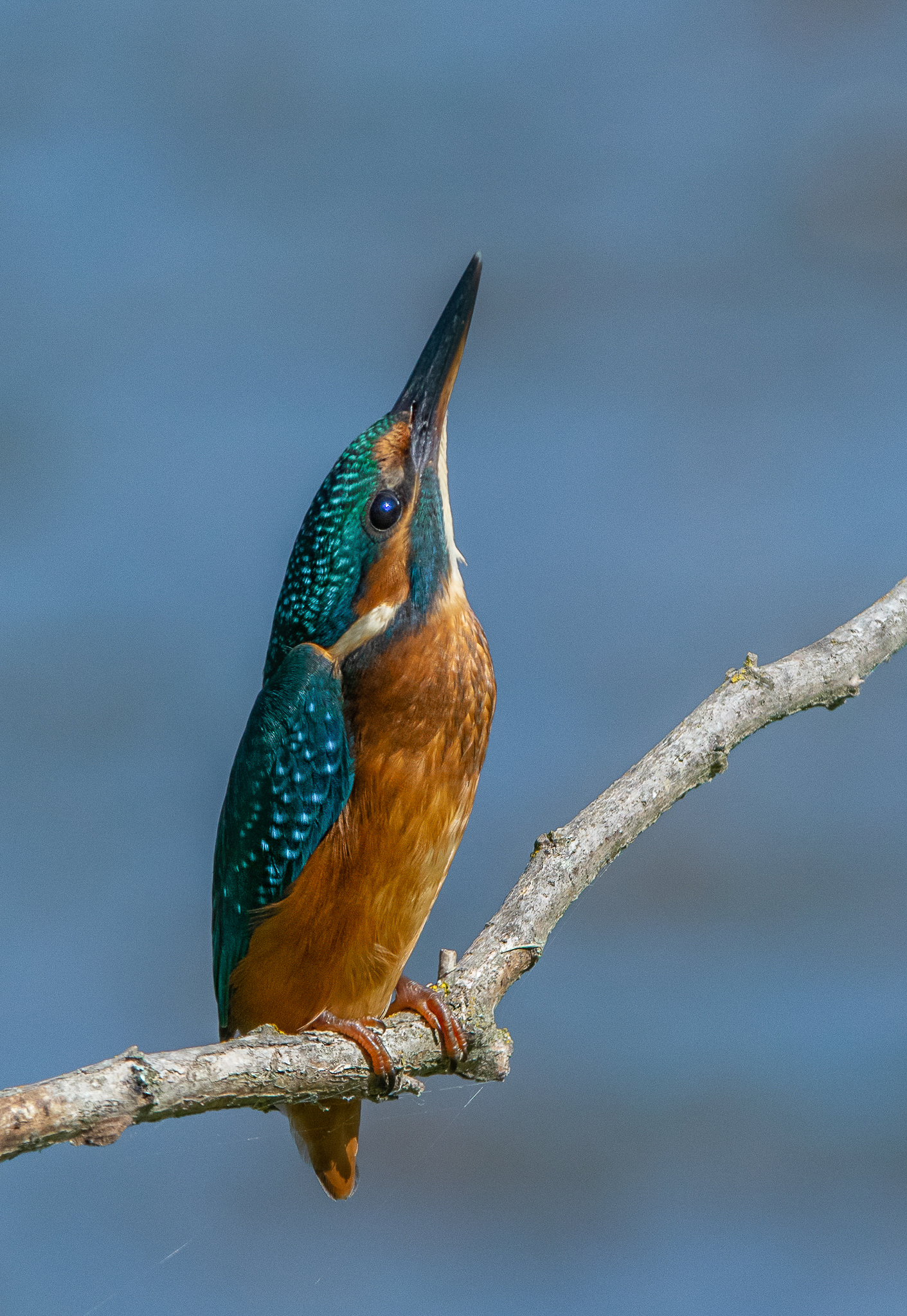 Giovane Martina scruta il cielo
