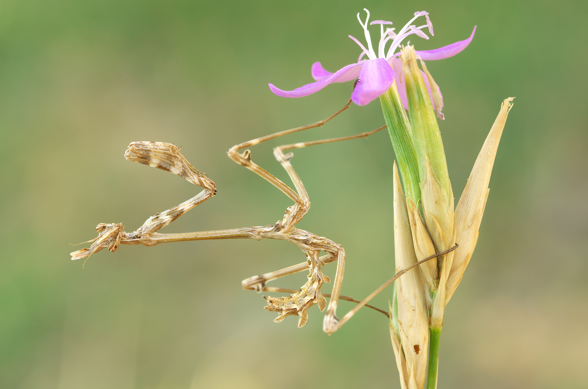 Empusa fasciata