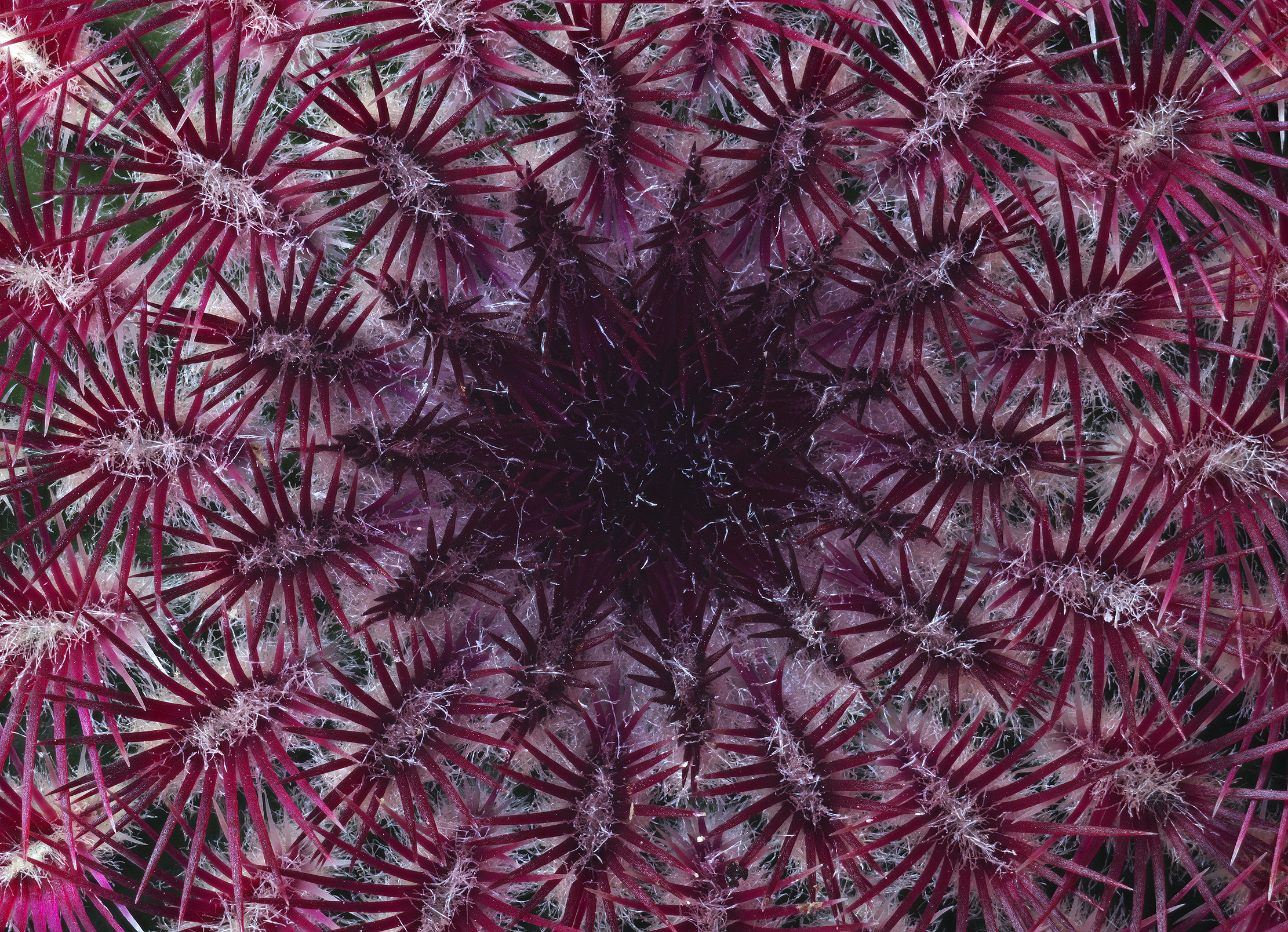 Echinocereus pectinatus var. rubrispinus