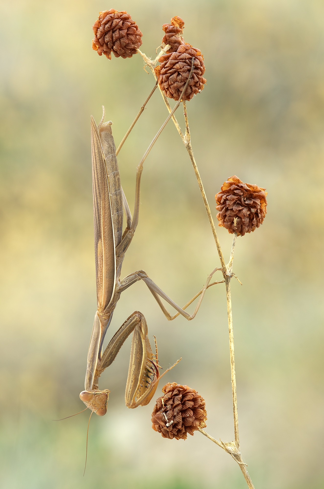 Mantis religiosa