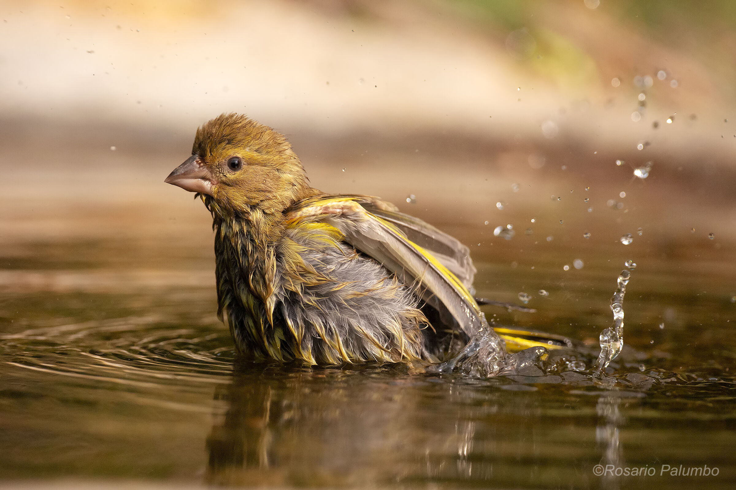 The wet of the greenfinch