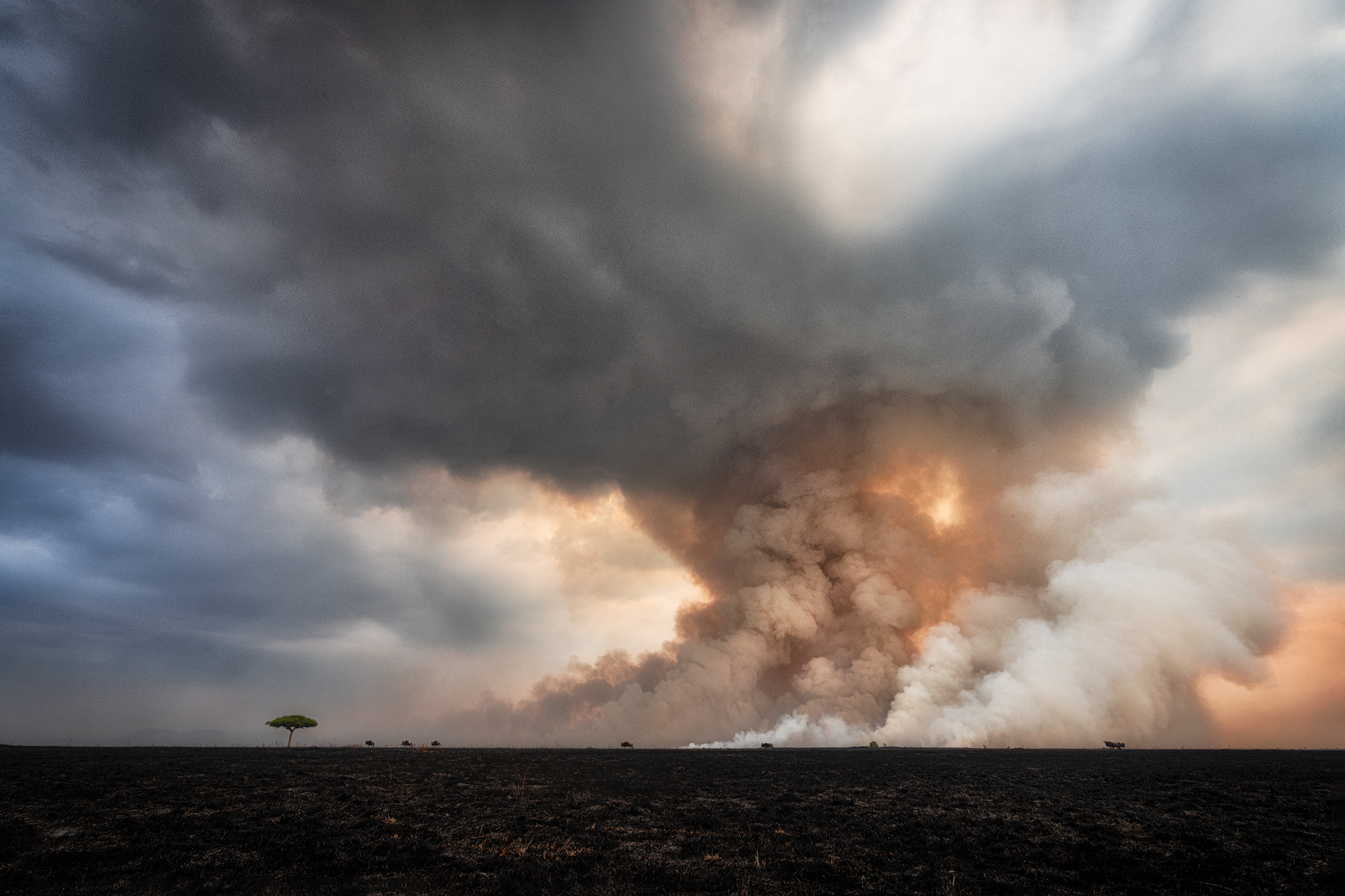 Savannah Burning