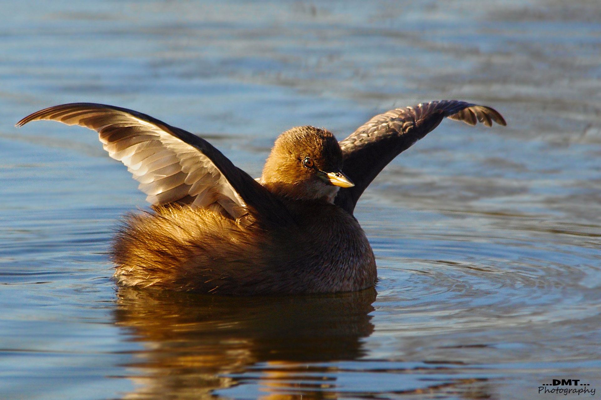 There I also have the wings!