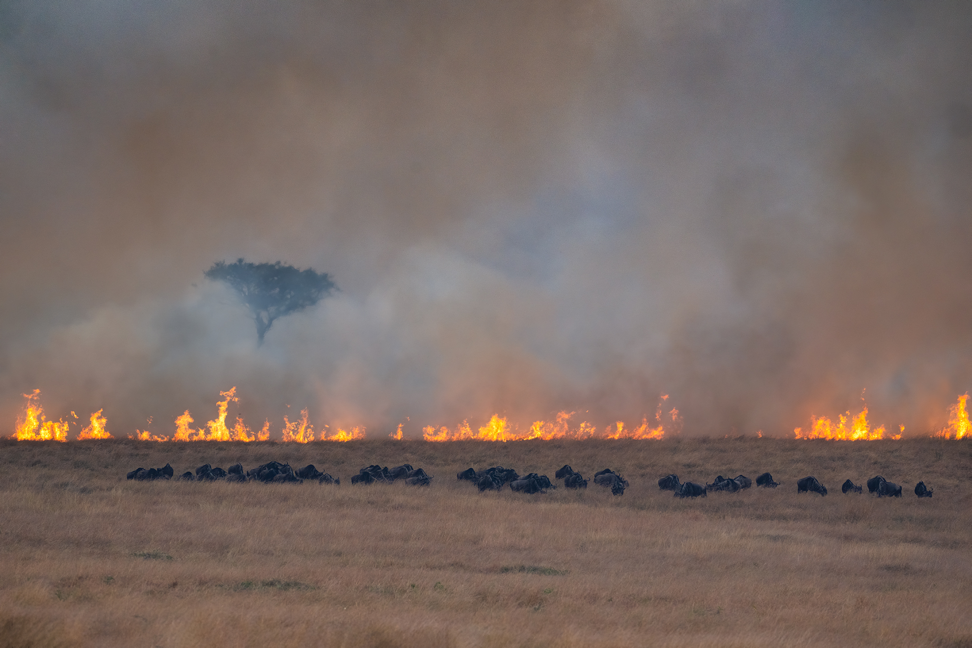 Savannah Burning
