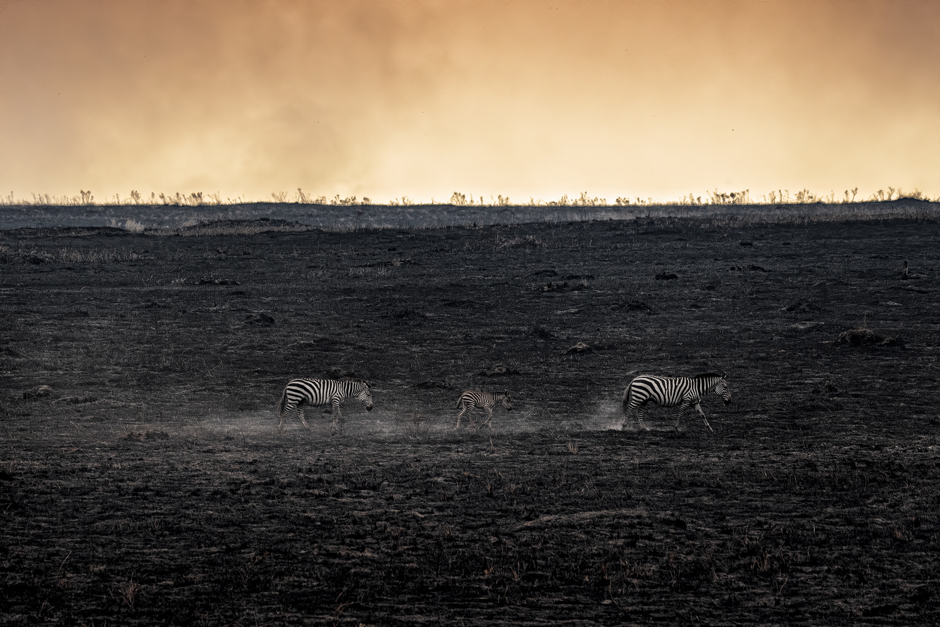 Savannah Burning