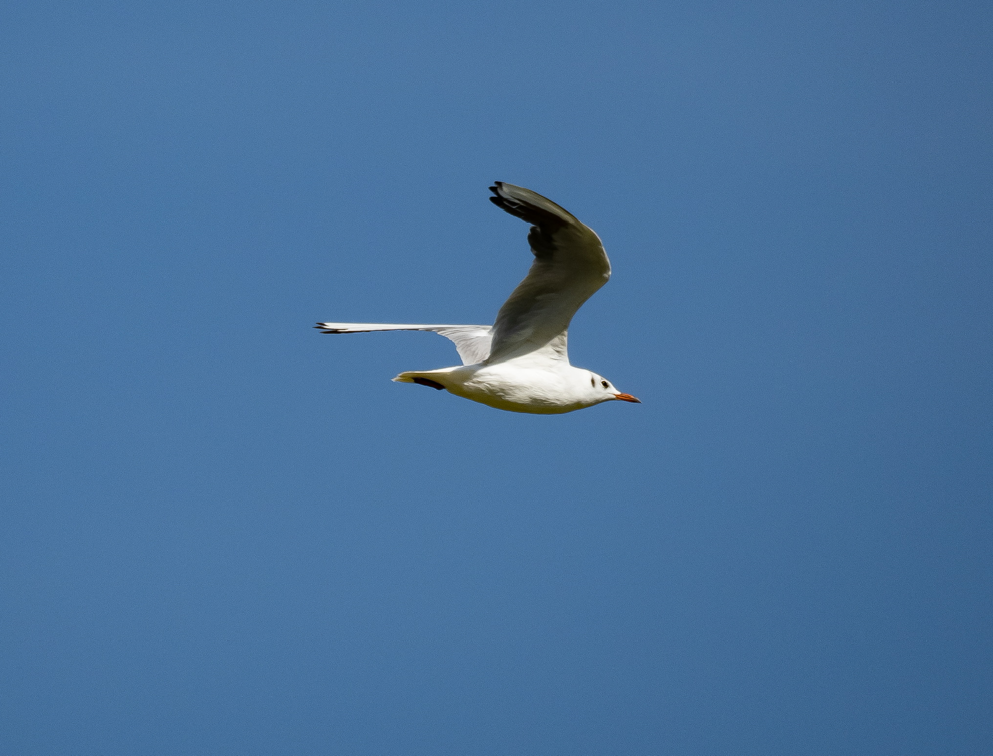 Gull