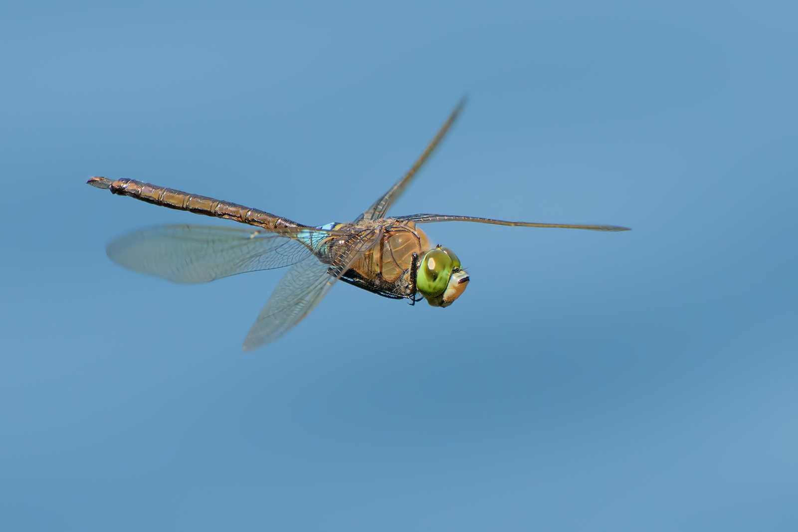 Anax parthenope (mascio).