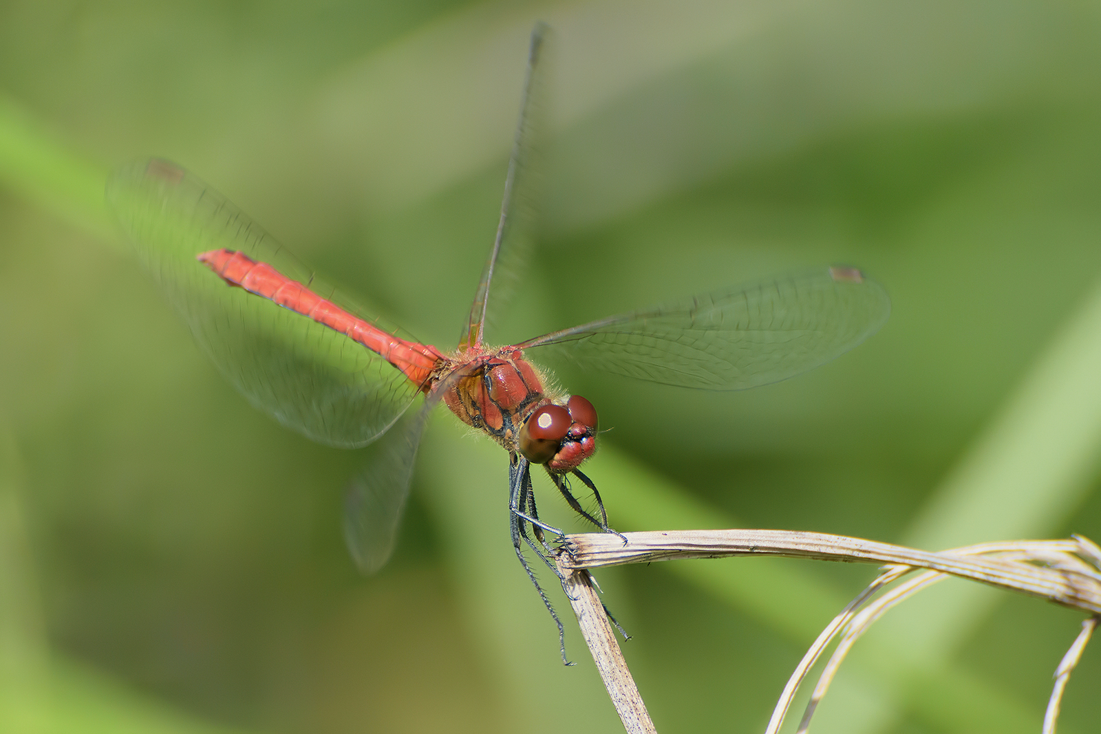 Sympetrum sanguineum (male).2
