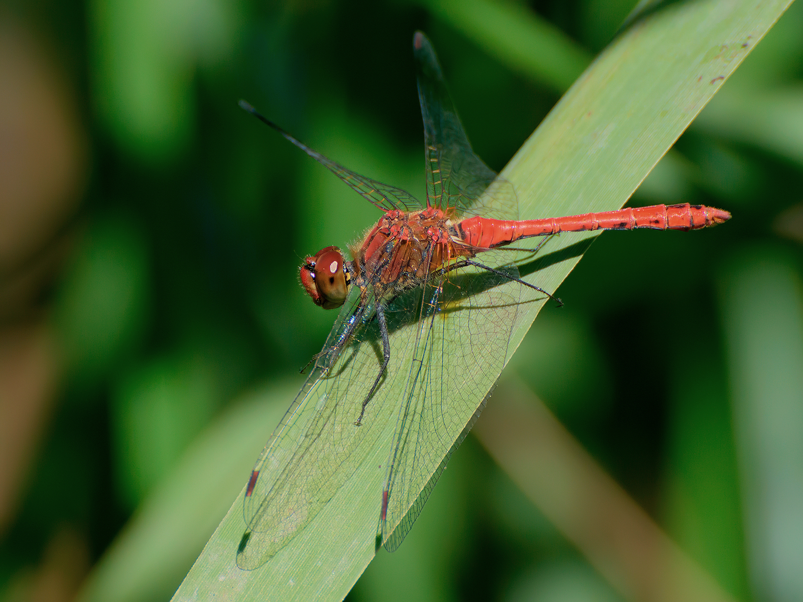 Sympetrum sanguineum (male).