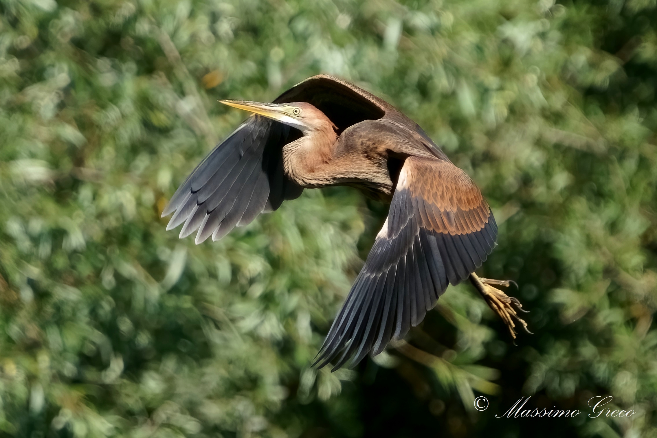 Airone rosso (Ardea purpurea)