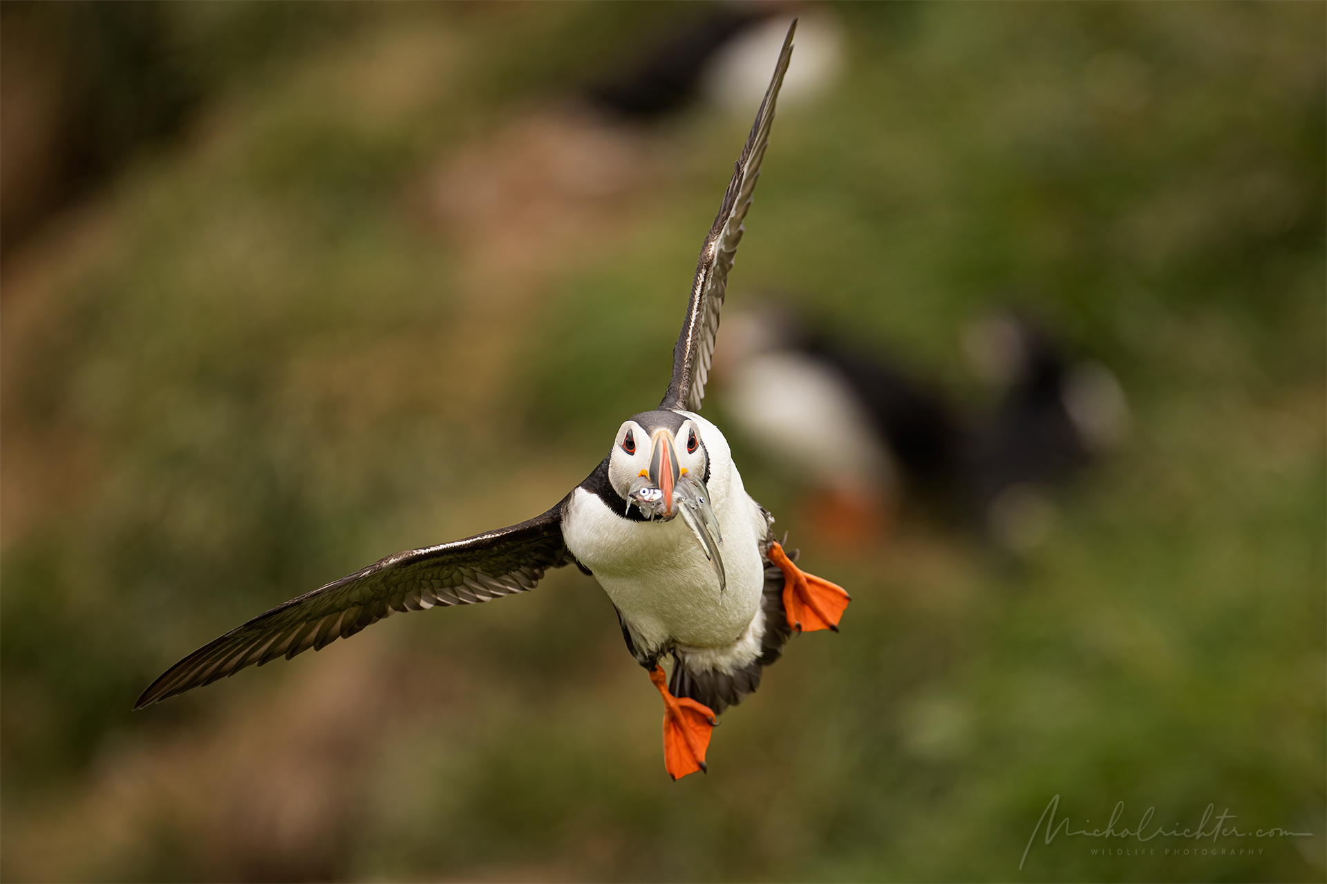 Fratercula arctica (pulcinella di mare dell'Atlantico)