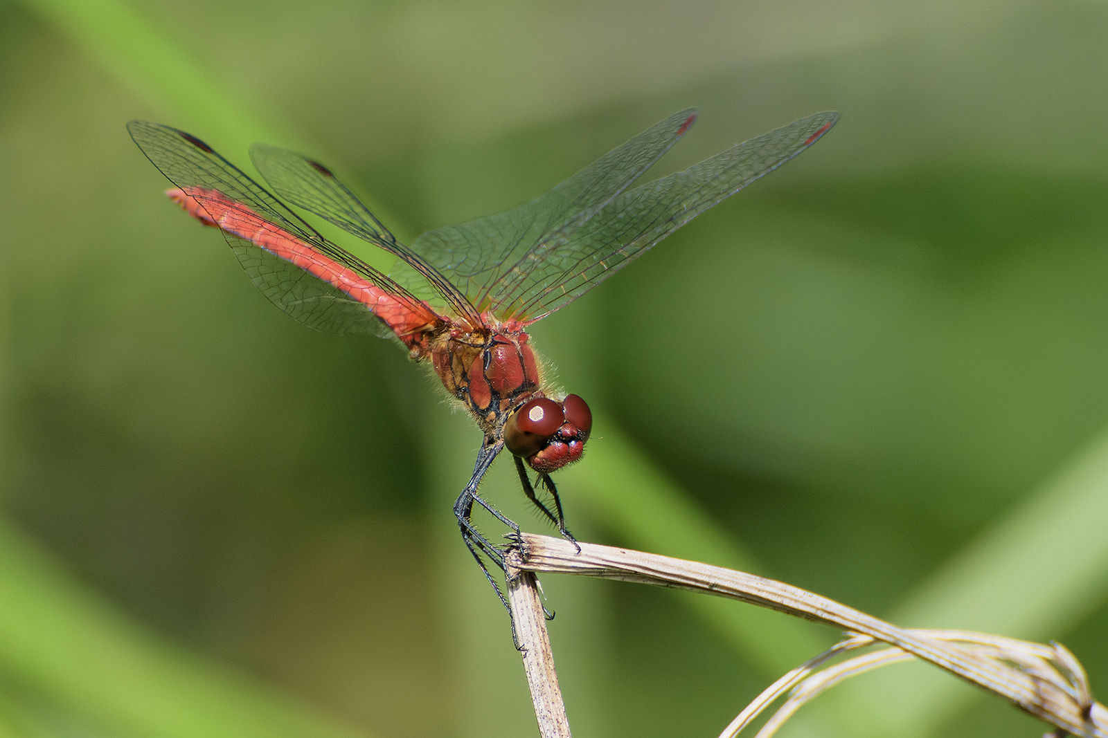 Sympetrum sanguineum (male). 3