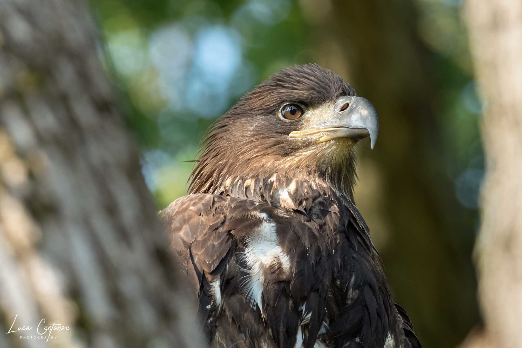 Giovane Bald Eagle (Haliaeetus leucocephalus)