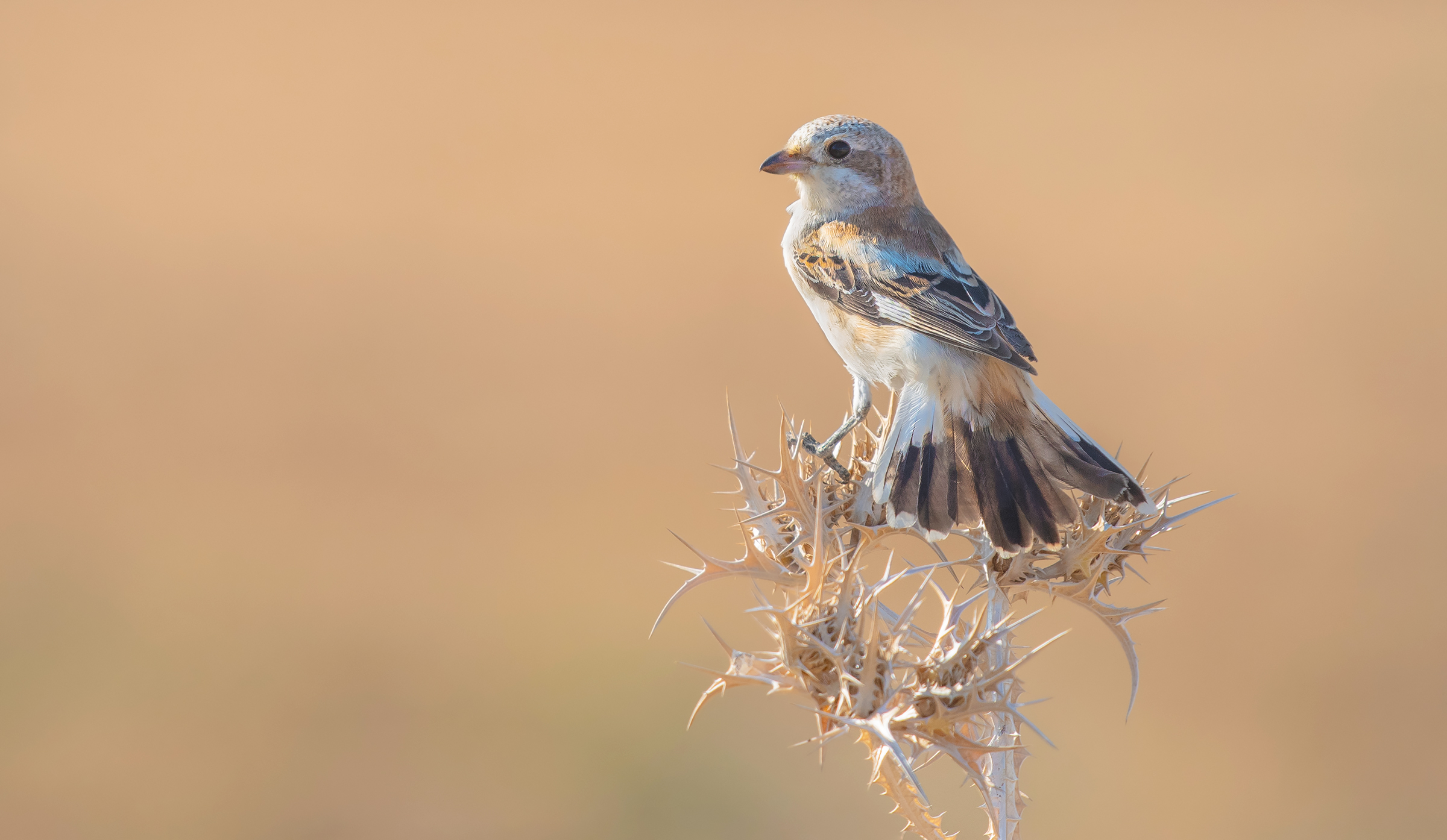 shrike woodchat (juv)