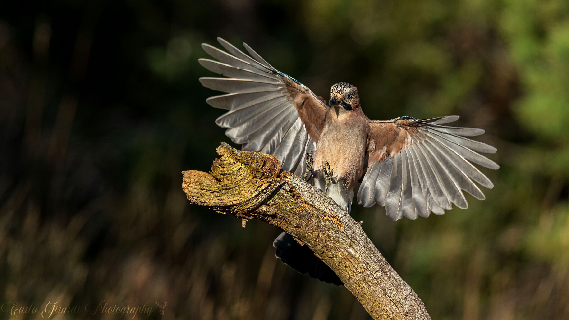 Jay.