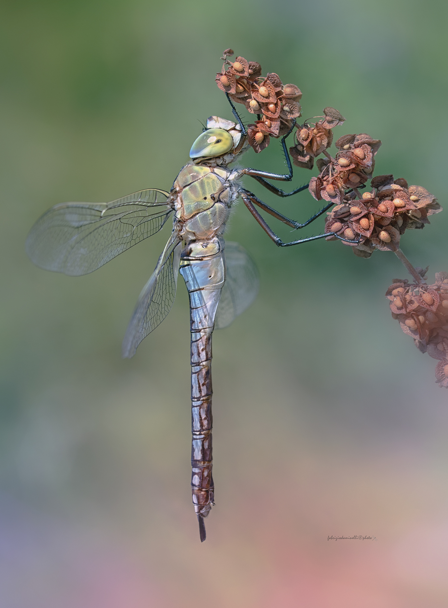 Anax parthenope     Selys 1839 - female