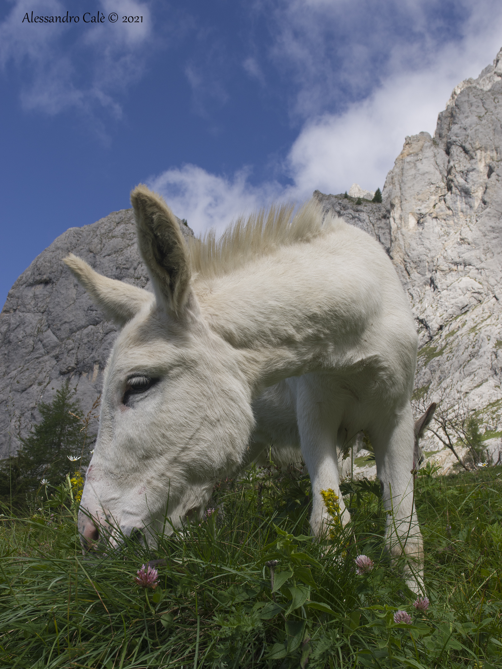 Un simpatico amico ai piedi del Peralba 3259
