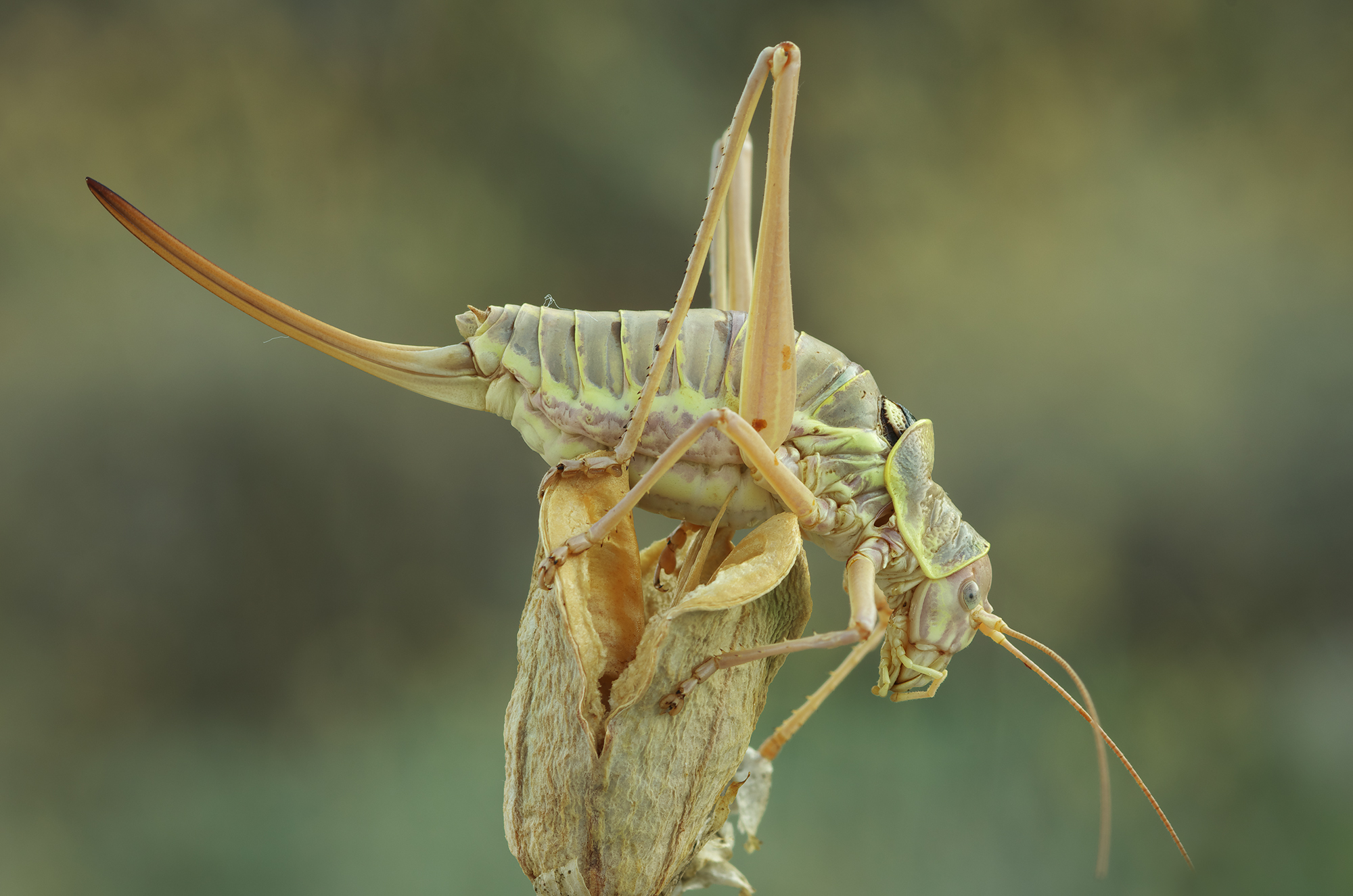 Ephippiger discoidalis